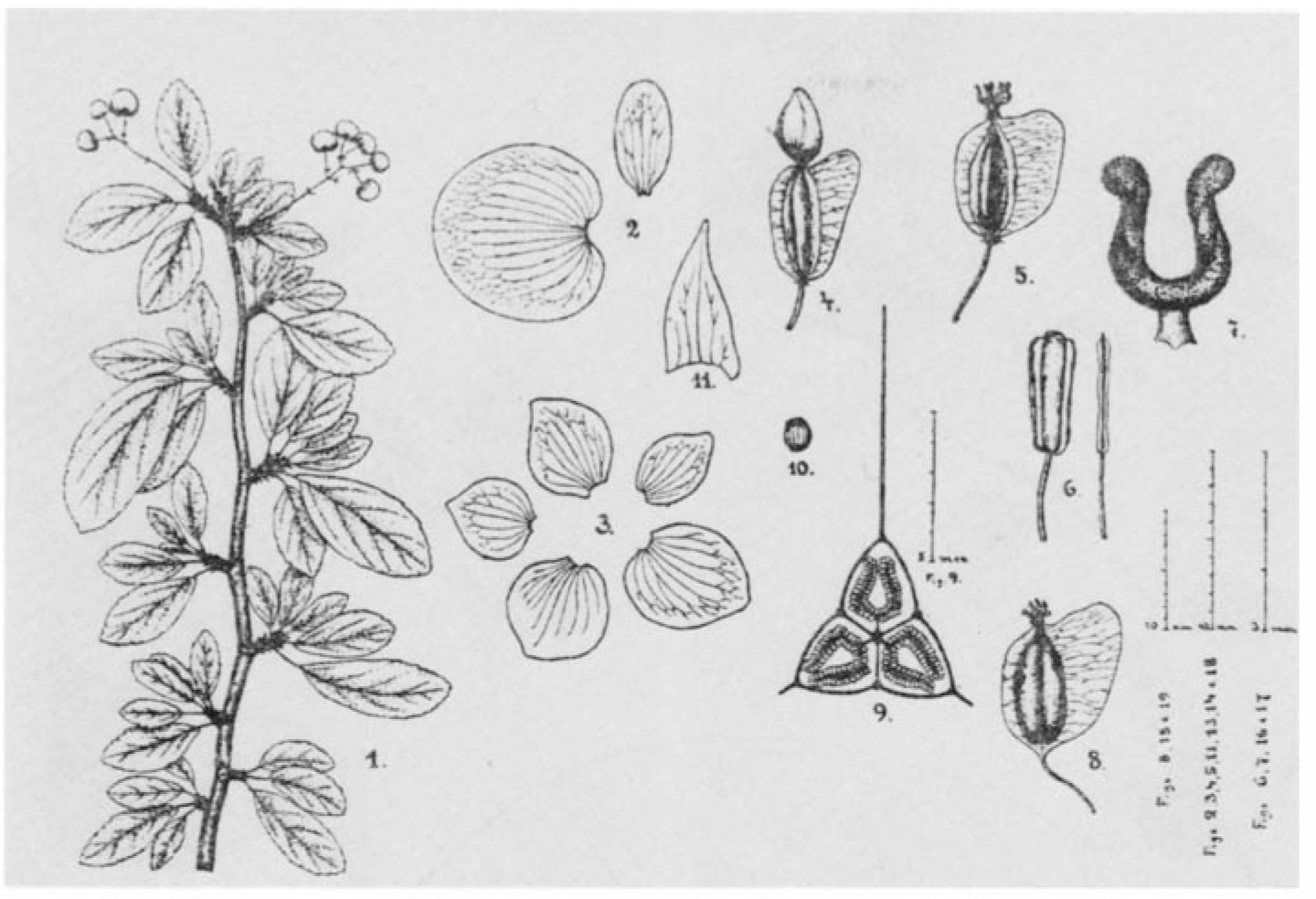 B. burle-marxii